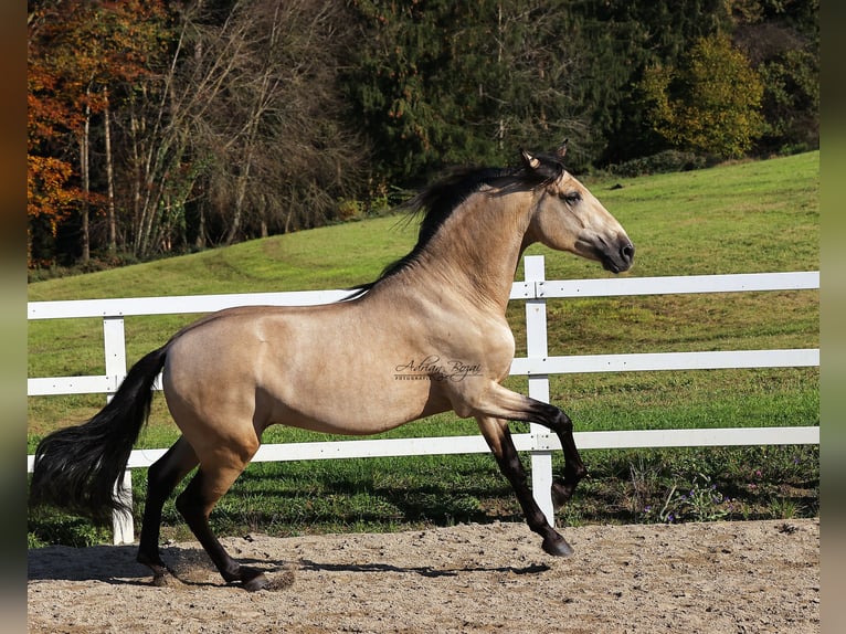 PRE Stallion 4 years 16,1 hh Dun in Sigmarszell