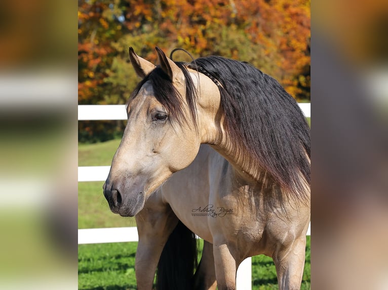 PRE Stallion 4 years 16,1 hh Dun in Sigmarszell