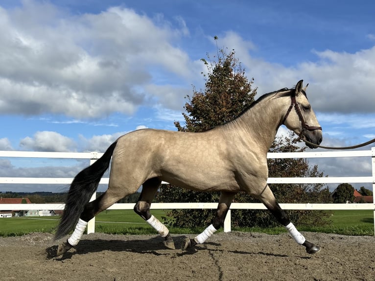 PRE Stallion 4 years 16,1 hh Dun in Sigmarszell