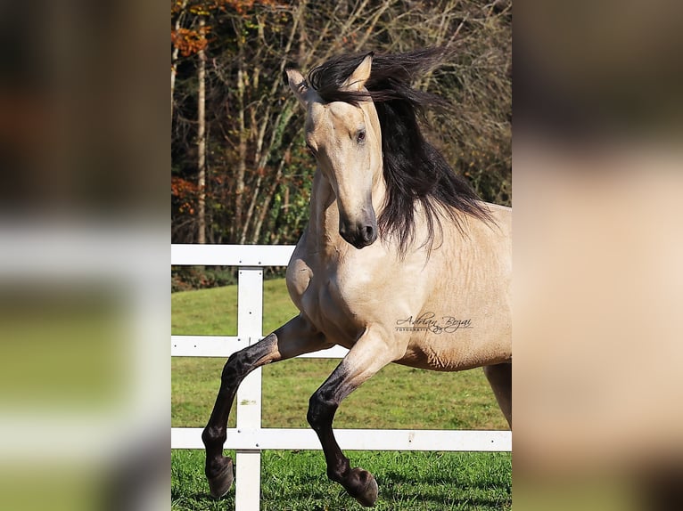 PRE Stallion 4 years 16,1 hh Dun in Sigmarszell