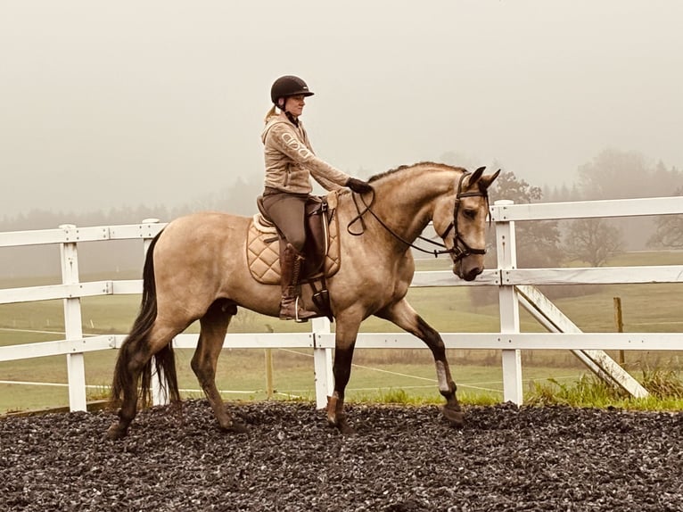 PRE Stallion 4 years 16,1 hh Dun in Sigmarszell