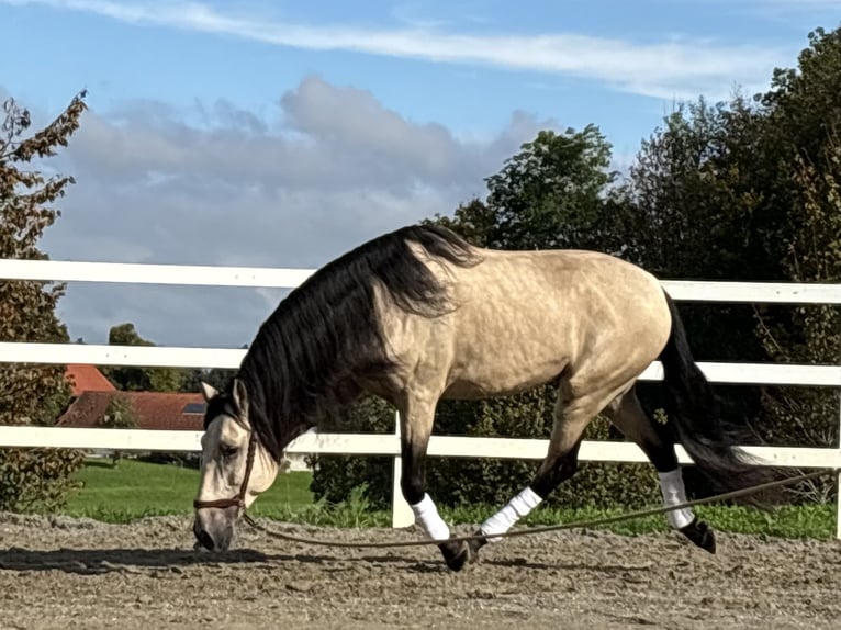 PRE Stallion 4 years 16,1 hh Dun in Sigmarszell