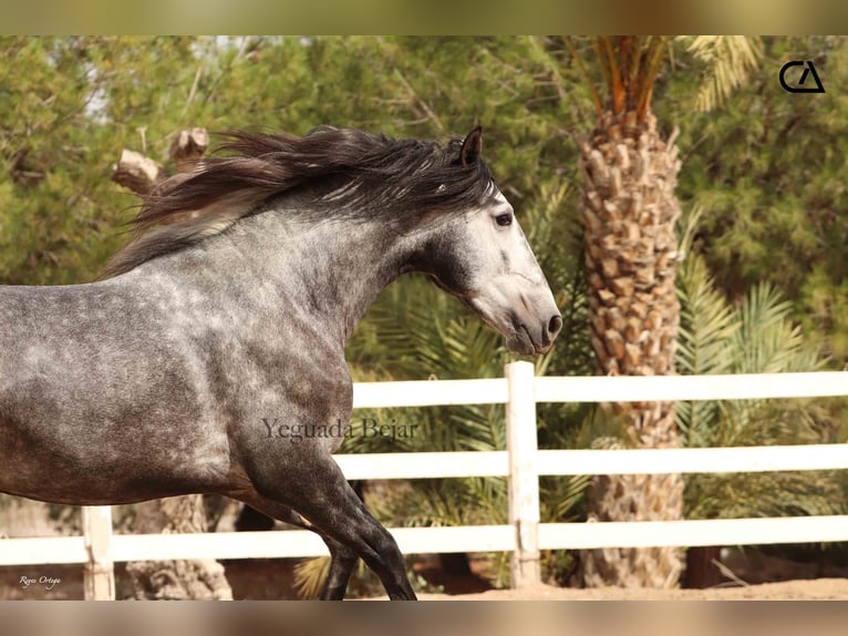 PRE Stallion 4 years 16,1 hh Gray-Dapple in Puerto Lumbreras