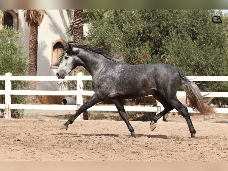 PRE Stallion 4 years 16,1 hh Gray-Dapple in Puerto Lumbreras