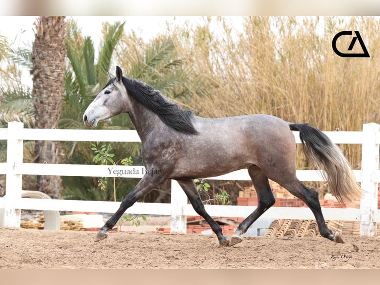 PRE Stallion 4 years 16,1 hh Gray-Dapple in Puerto Lumbreras