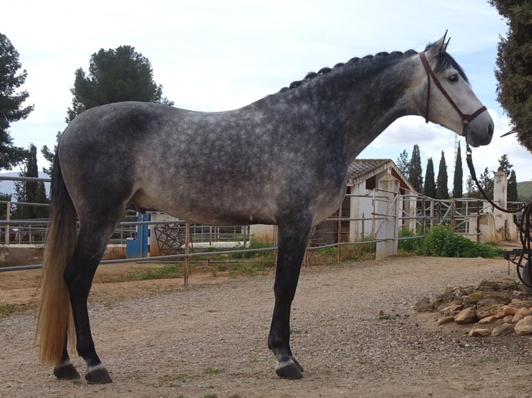 PRE Mix Stallion 4 years 16,1 hh Gray in Bobadilla (Estacion)