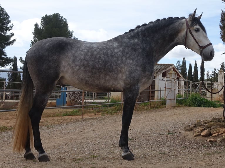 PRE Mix Stallion 4 years 16,1 hh Gray in Bobadilla (Estacion)