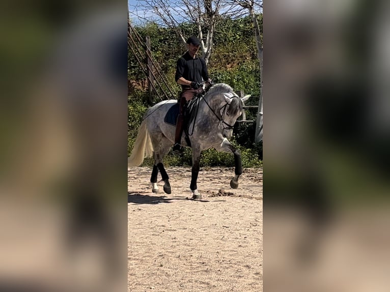 PRE Stallion 4 years 16,1 hh Gray in Ciudad Real