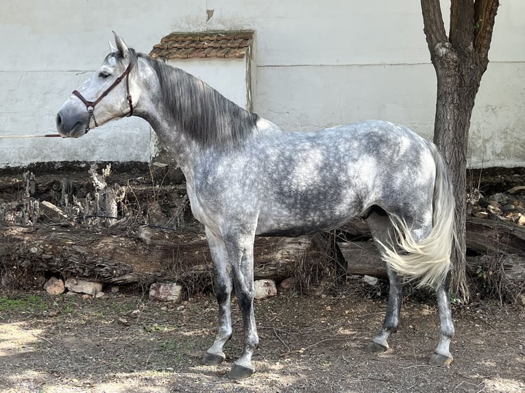 PRE Stallion 4 years 16,1 hh Gray in Ciudad Real