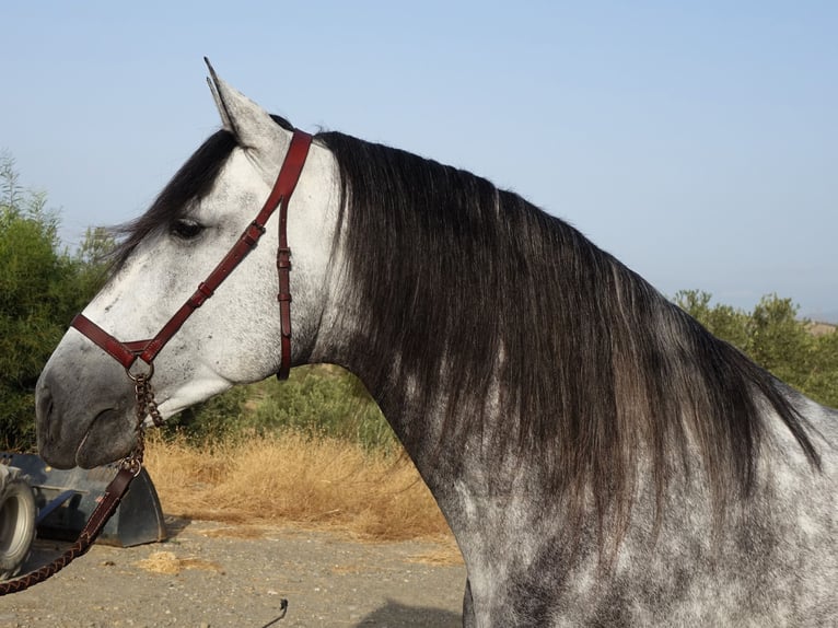 PRE Stallion 4 years 16,1 hh Gray in Coín, Malaga