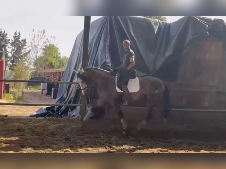 PRE Mix Stallion 4 years 16,1 hh Gray in Galaroza