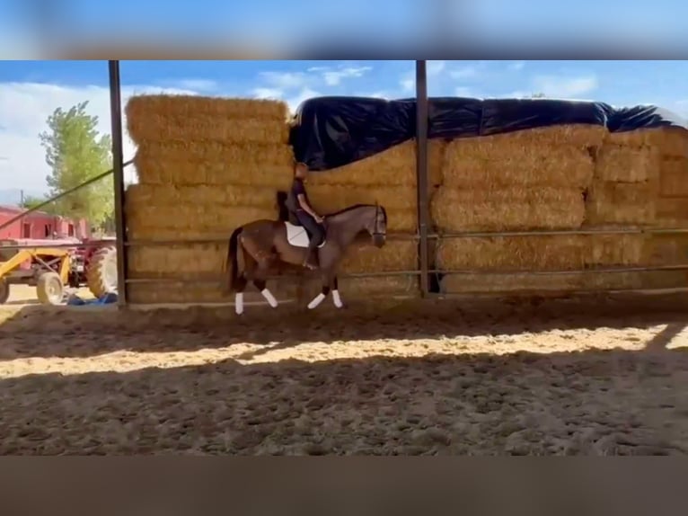 PRE Mix Stallion 4 years 16,1 hh Gray in Galaroza