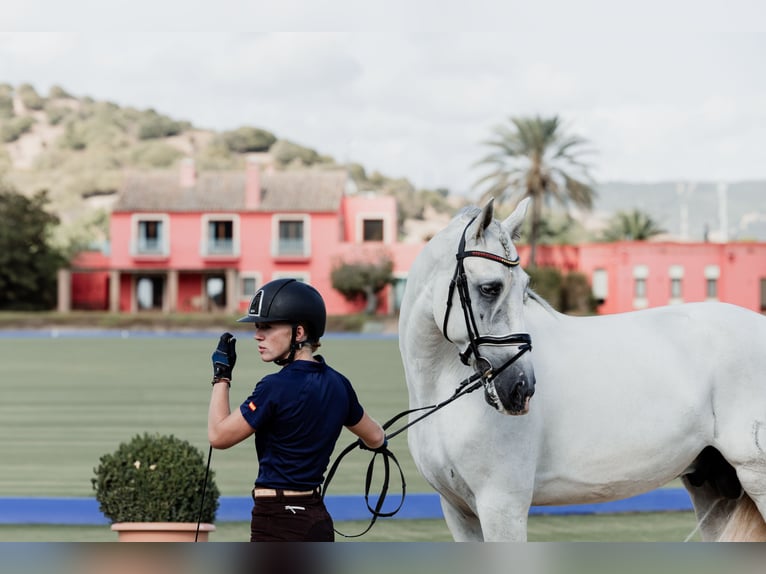 PRE Stallion 4 years 16,1 hh Gray in Fuendetodos