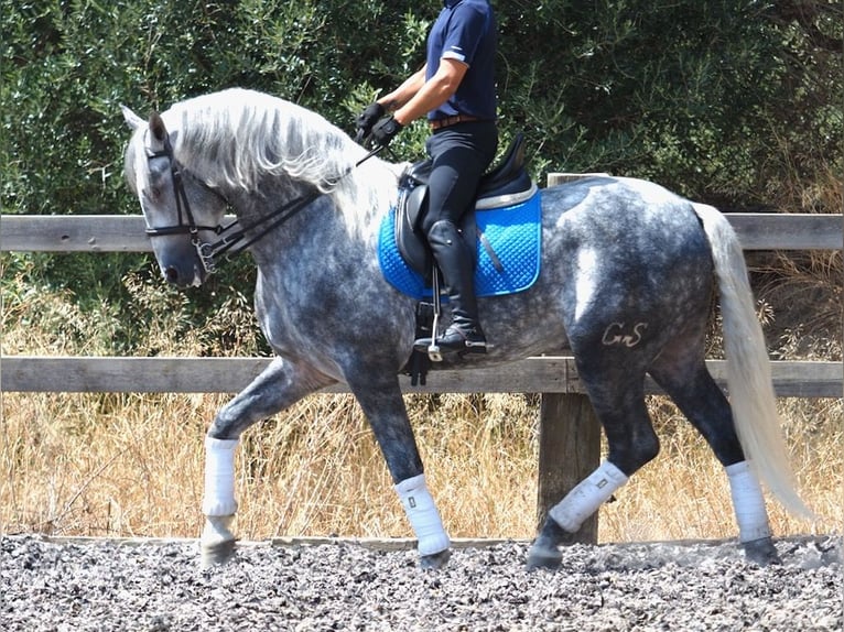 PRE Mix Stallion 4 years 16,1 hh Gray in NAVAS DEL MADRONO