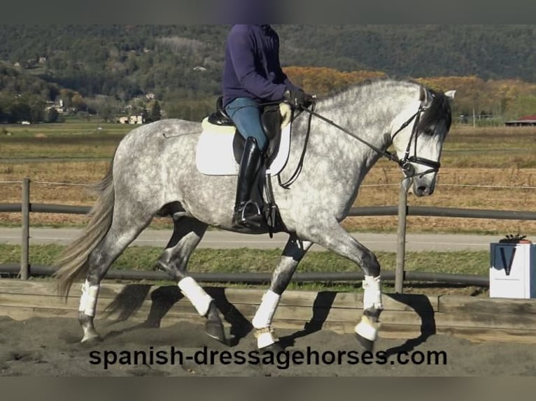 PRE Mix Stallion 4 years 16,1 hh Gray in Barcelona