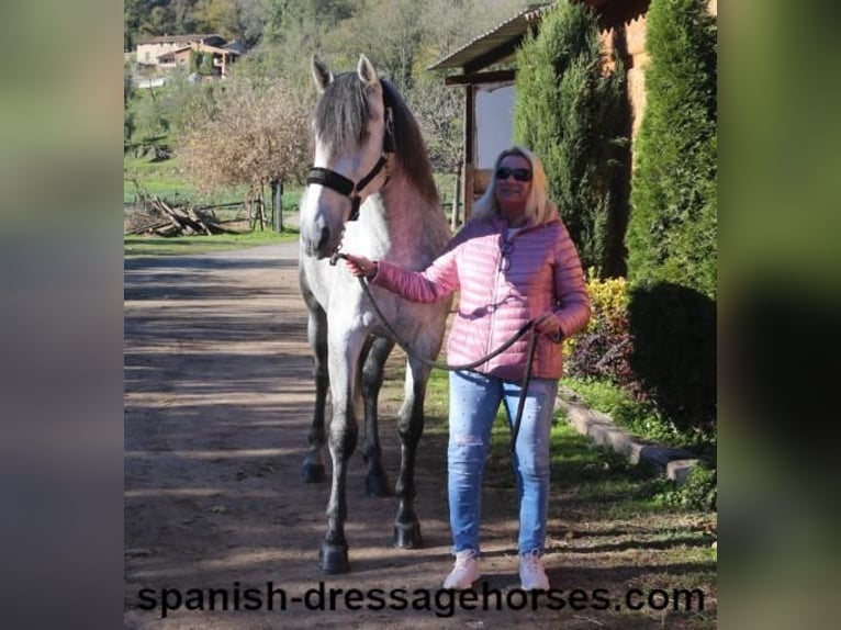 PRE Mix Stallion 4 years 16,1 hh Gray in Barcelona