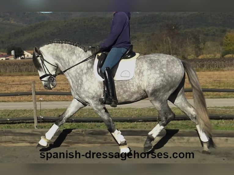 PRE Mix Stallion 4 years 16,1 hh Gray in Barcelona