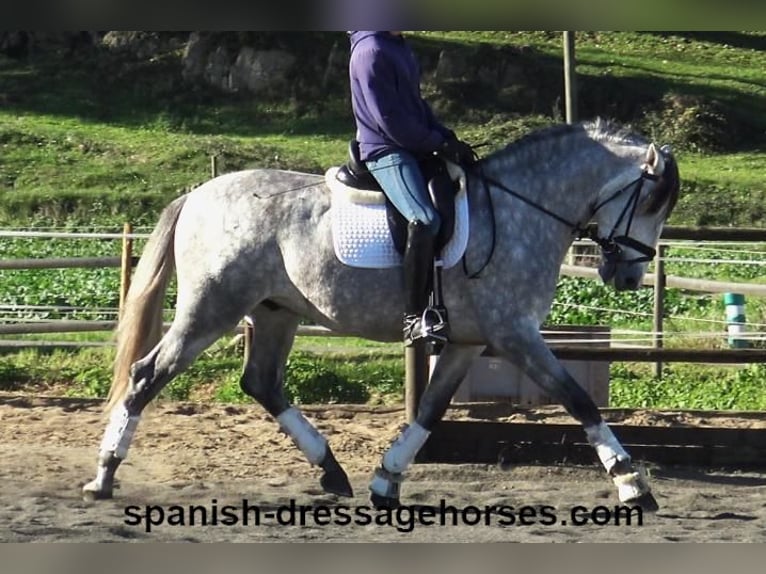 PRE Mix Stallion 4 years 16,1 hh Gray in Barcelona