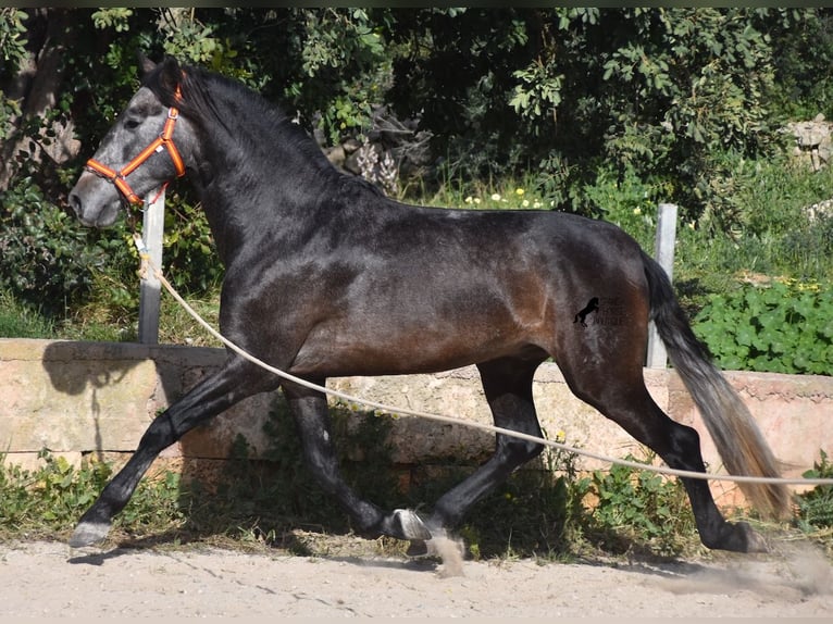 PRE Stallion 4 years 16,1 hh Gray in Mallorca