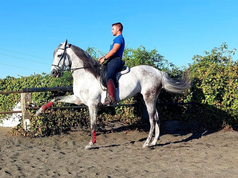 PRE Stallion 4 years 16,1 hh Gray in GALAROZA (HUELVA)