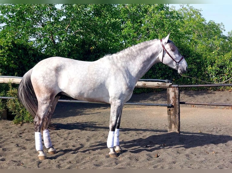 PRE Stallion 4 years 16,1 hh Gray in GALAROZA (HUELVA)