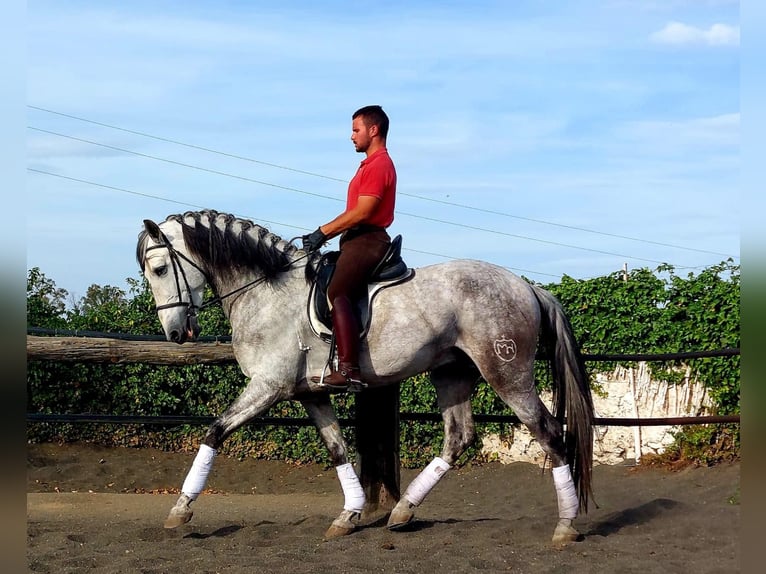 PRE Stallion 4 years 16,1 hh Gray in GALAROZA (HUELVA)