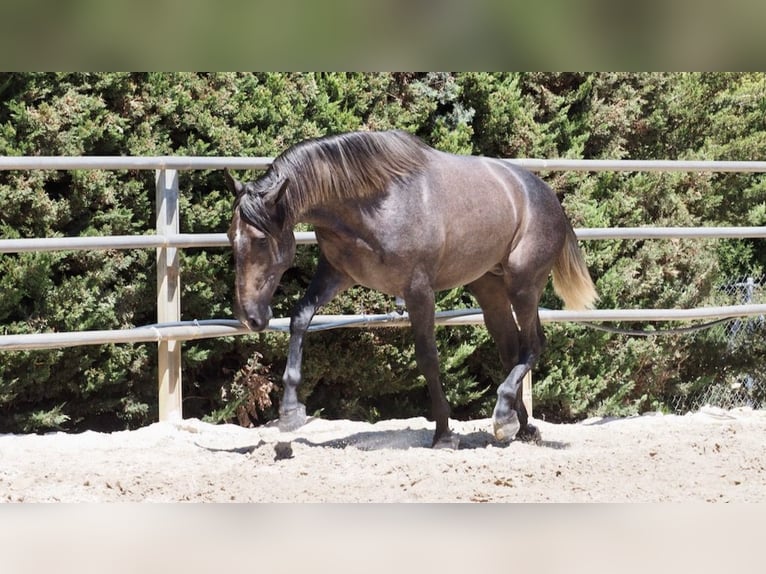 PRE Mix Stallion 4 years 16,1 hh Gray in NAVAS DEL MADRONO