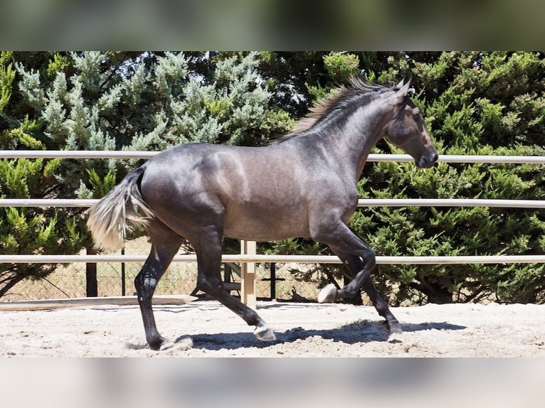 PRE Mix Stallion 4 years 16,1 hh Gray in NAVAS DEL MADRONO