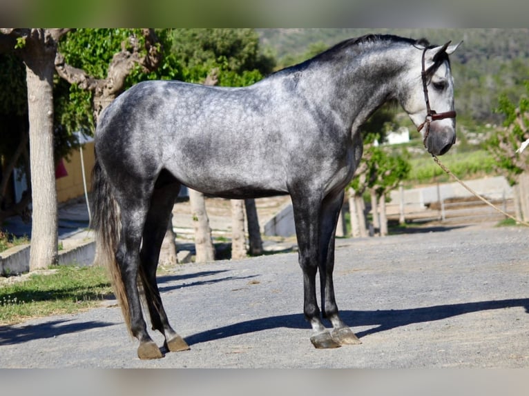 PRE Stallion 4 years 16,1 hh Gray in Barcelona