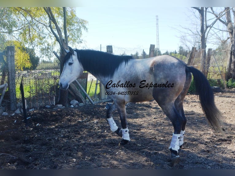 PRE Stallion 4 years 16,1 hh Gray in Vejer de la Frontera