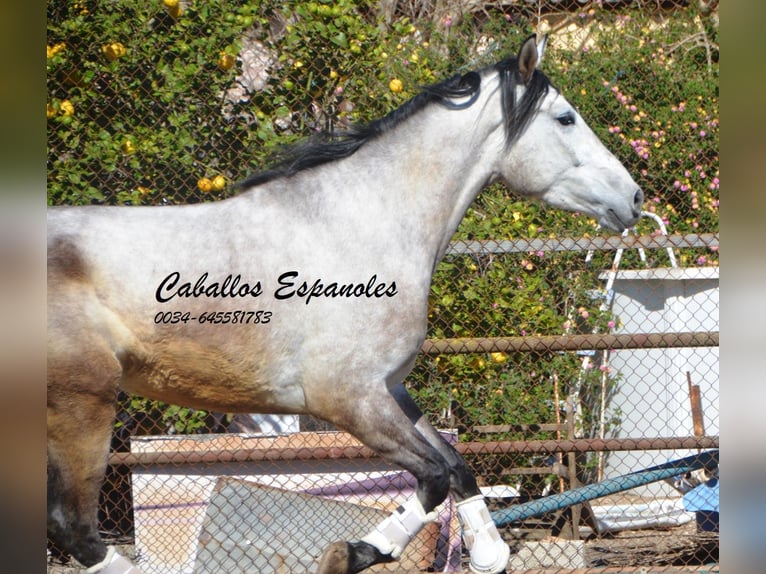 PRE Stallion 4 years 16,1 hh Gray in Vejer de la Frontera