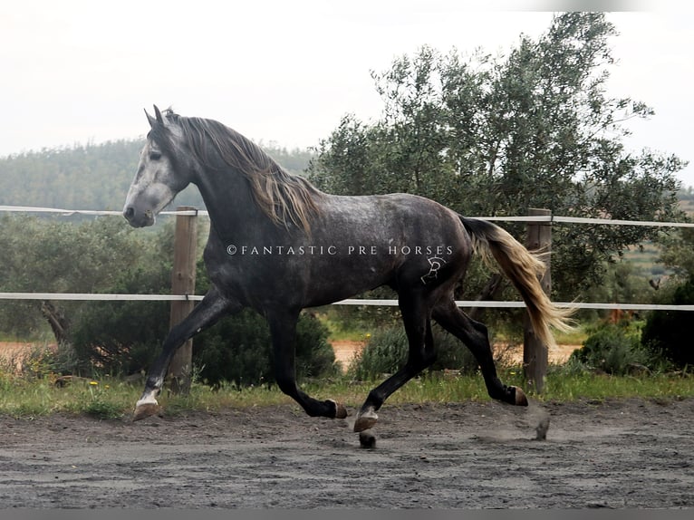 PRE Mix Stallion 4 years 16.1 hh Grey-Dapple in santa perpetua de mogoda