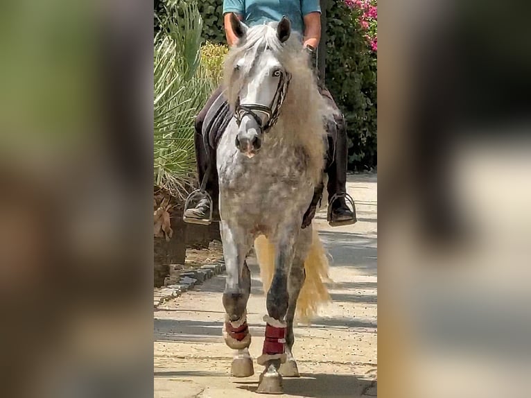 PRE Mix Stallion 4 years 16.1 hh Grey-Dapple in Sevilla