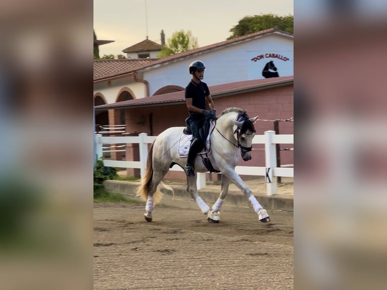 PRE Mix Stallion 4 years 16.1 hh Grey in Vallromanes