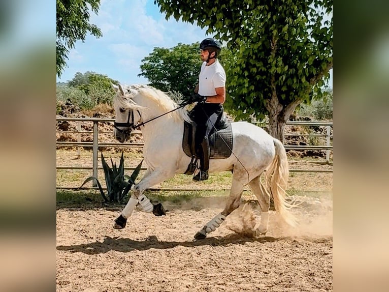 PRE Stallion 4 years 16.1 hh Grey in Sevilla