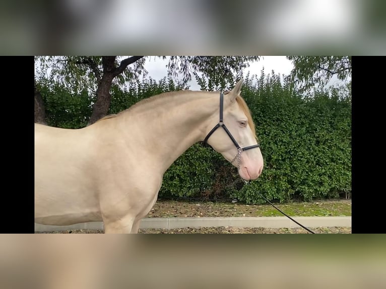 PRE Stallion 4 years 16,1 hh Pearl in Valdeavero