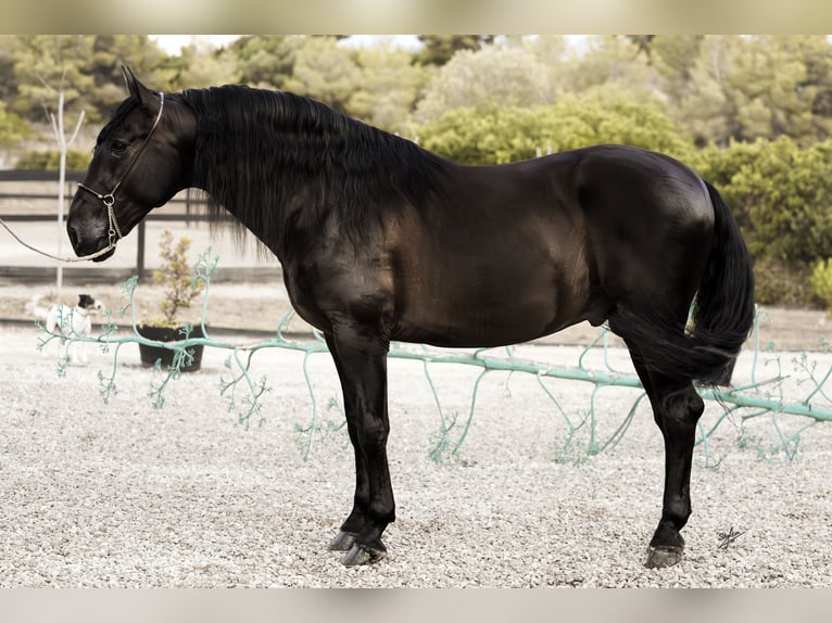 PRE Stallion 4 years 16,2 hh Black in Vilanova I La Geltru