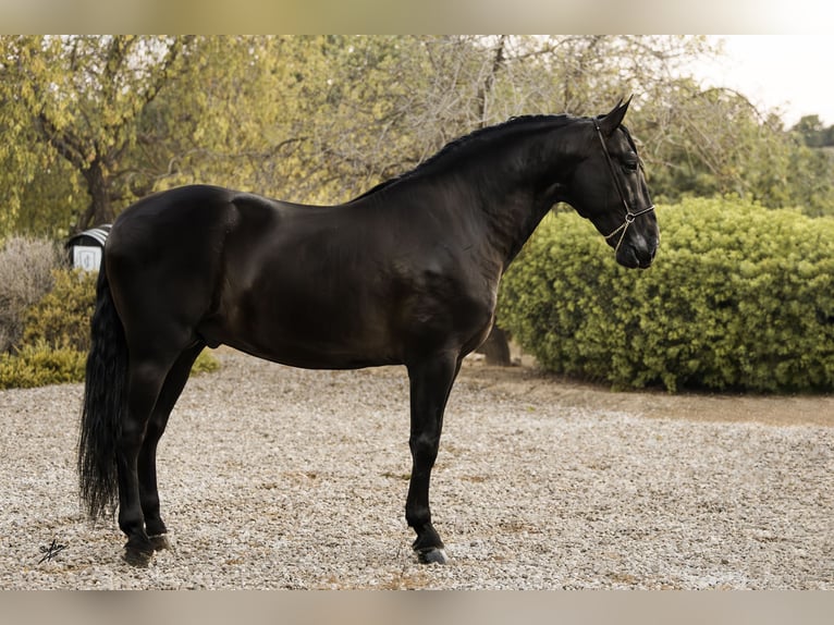 PRE Stallion 4 years 16,2 hh Black in Vilanova I La Geltru