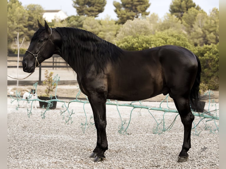 PRE Stallion 4 years 16,2 hh Black in Vilanova I La Geltru