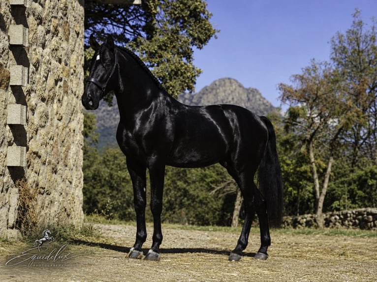 PRE Mix Stallion 4 years 16.2 hh Black in MADRID
