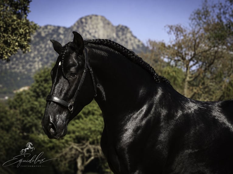 PRE Mix Stallion 4 years 16.2 hh Black in MADRID