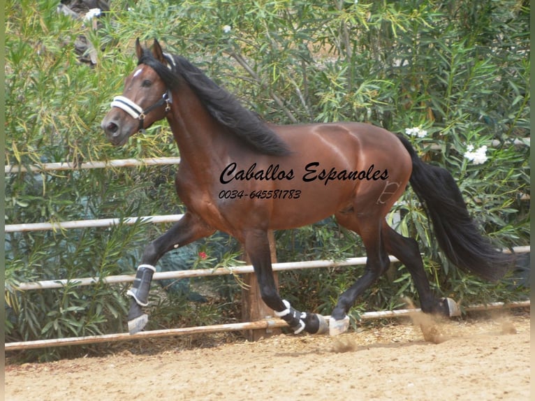 PRE Stallion 4 years 16,2 hh Brown in Vejer de la Frontera