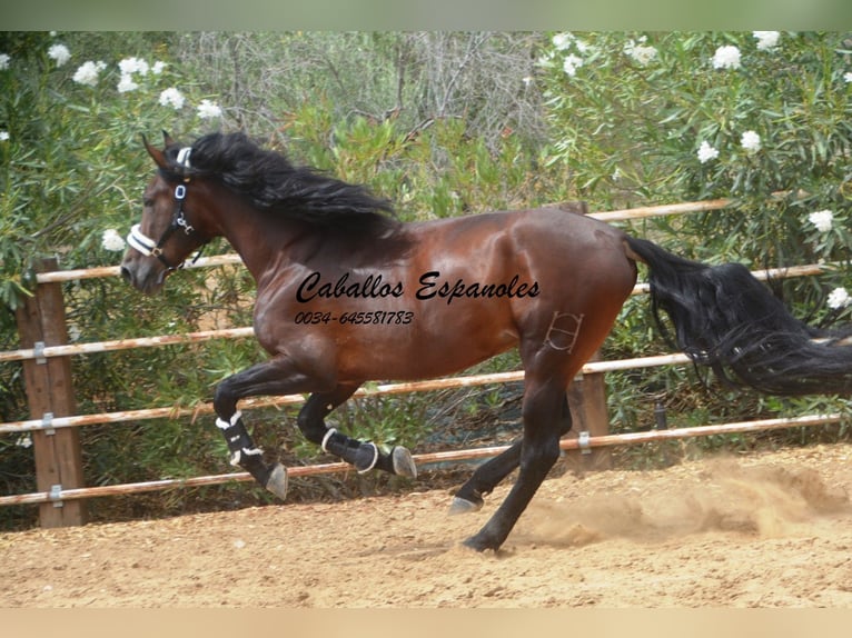 PRE Stallion 4 years 16,2 hh Brown in Vejer de la Frontera