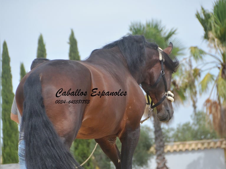 PRE Stallion 4 years 16,2 hh Brown in Vejer de la Frontera