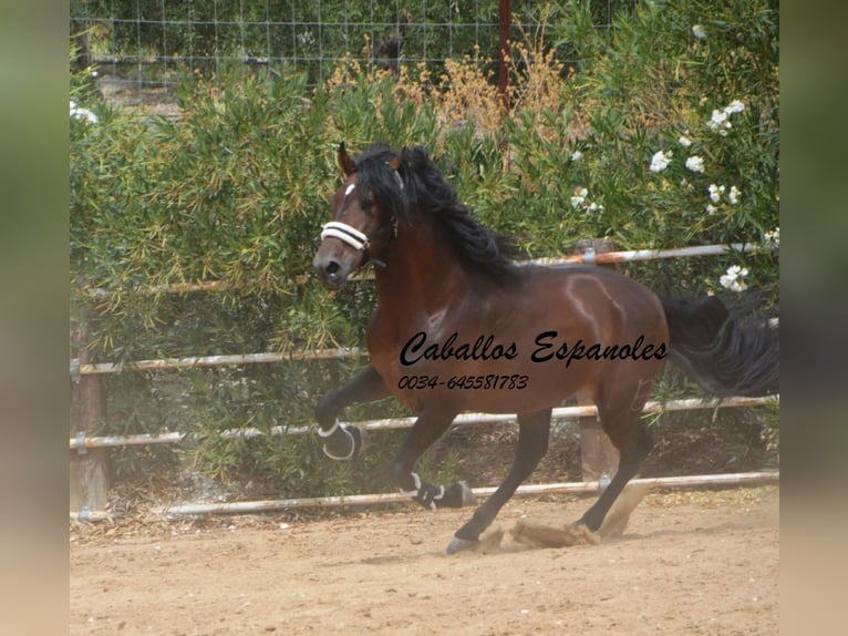 PRE Stallion 4 years 16,2 hh Brown in Vejer de la Frontera