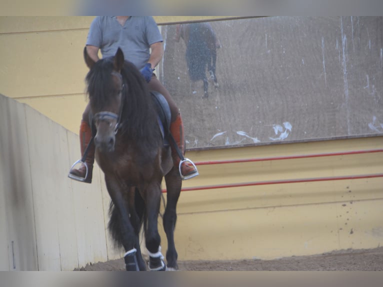 PRE Stallion 4 years 16,2 hh Brown in Vejer de la Frontera