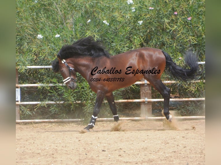 PRE Stallion 4 years 16,2 hh Brown in Vejer de la Frontera