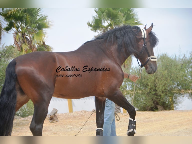 PRE Stallion 4 years 16,2 hh Brown in Vejer de la Frontera