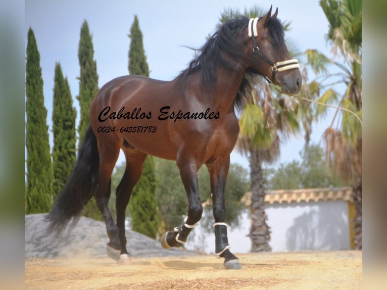 PRE Stallion 4 years 16,2 hh Brown in Vejer de la Frontera