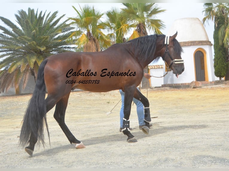 PRE Stallion 4 years 16,2 hh Brown in Vejer de la Frontera